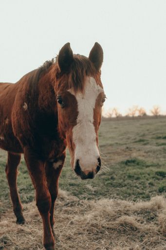 A vertical closeup of a brown stallion in a field covered in the grass under the sunlight at daytime