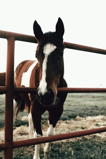 A vertical closeup of a brown stallion behind the fences in a field under the sunlight at daytime