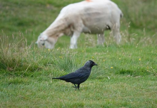 A cute little jackdaw on bright green grass in the countryside in front of a grazing sheep