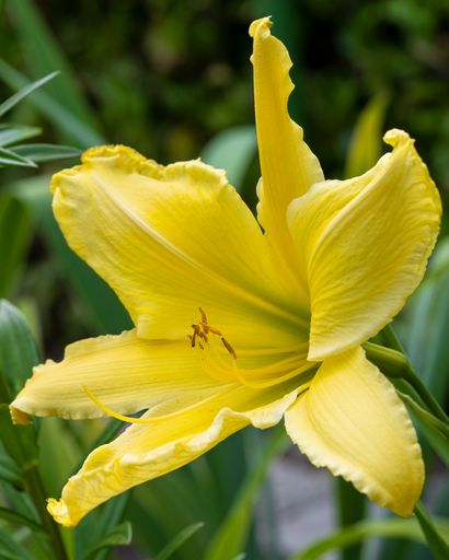 A yellow daylily grown in the garden