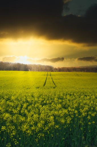 A breathtaking verticaln shot of a green field on an early sunrise background