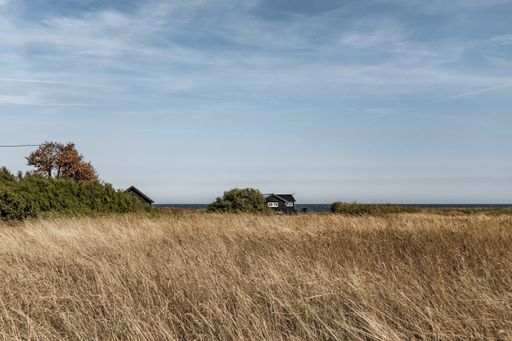 A beautiful shot of a wheat field swaying in the wind and clear blue sky