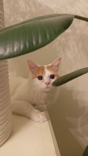 A vertical shot of an adorable white domestic cat on a table near a houseplant