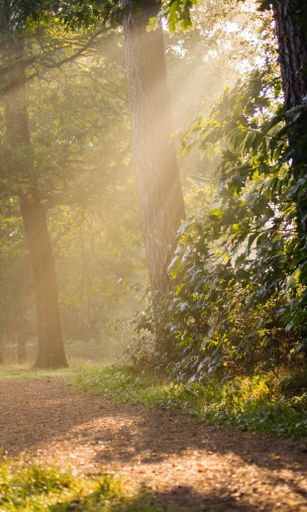 The sun rays through th trees with green leaves in a park