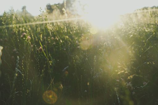 A closeup shot of grass under the sun rays with blurry parts