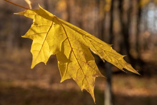 A close-up shot of a lonely yellow autumn leaf in the forest on the tree twig