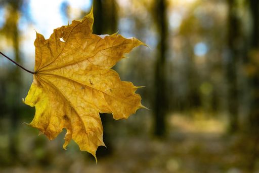 A close-up shot of a lonely yellow autumn leaf in the forest on the tree twig