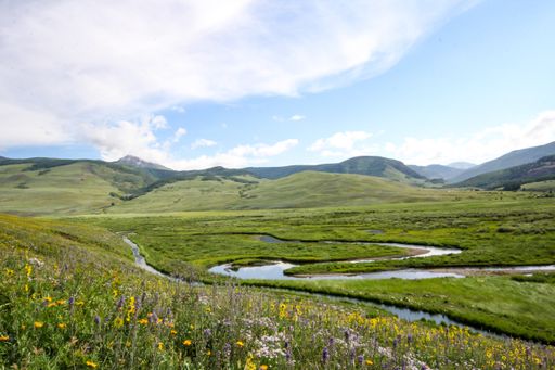 An Alpine landscape with wildflowers along the Brush Creek trail near Crested Butte, Colorado, USA