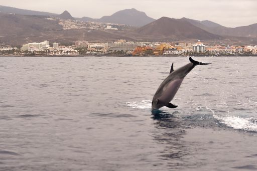 The photo shows a dolphin diving in the ocean