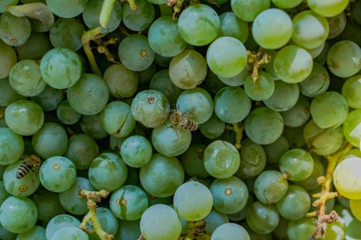 A close-up shot of small bees on green fresh ripe organic delicious grapes under sunlight