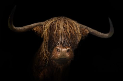 A Scottish Highland cattle with black background