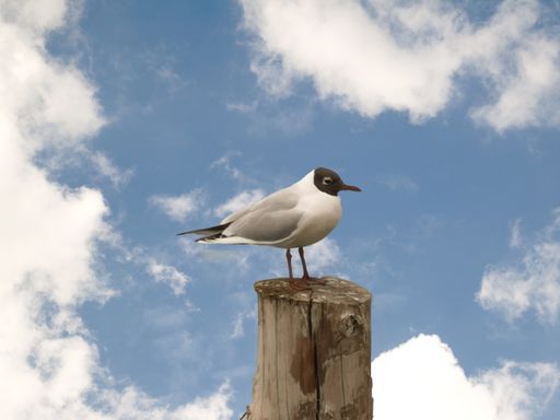 A sea bird perched on a log by the sea under a cloudy sky during daytime