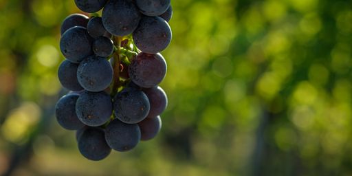 A selective focus shot of grapes on the vine