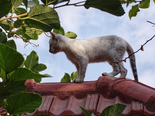 A closeup shot of a cute cat on a house's roof