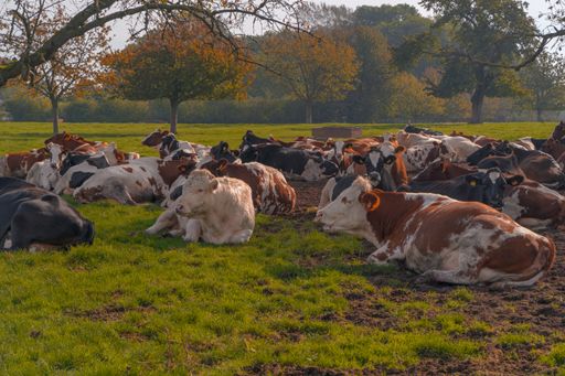 A landscape view of a pasture and cows lying on the grass