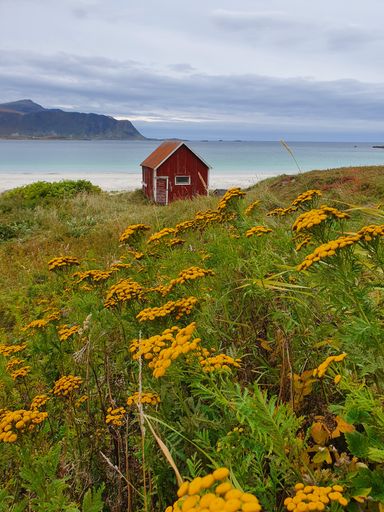 A beautiful scenery of the famous hut on the Lofoten in a sunny day in Norway