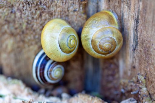A selective focus shot of shelled snails on the tree surface