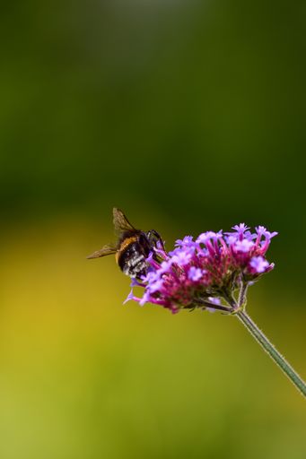 A vertical shot of bumblebee on purpletop vervain in a meadow under the sunlight with a blurry background