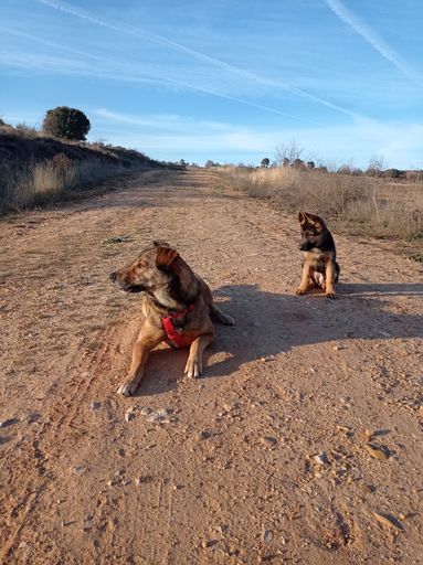 The dogs sitting on the rural path against a cloudy blue sky