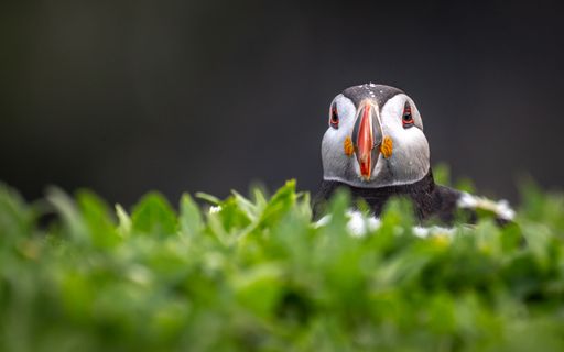 A close-up of a puffin peeking over lush green grass with a blurred background, showcasing its vibrant beak and expressive eyes.
