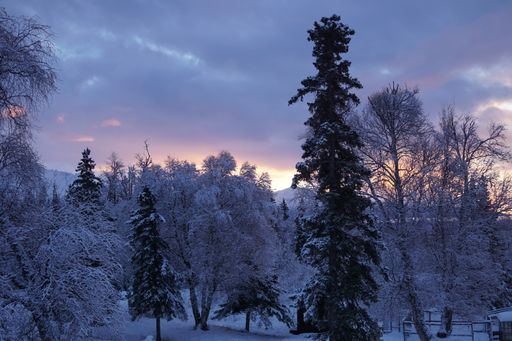A beautiful winter view of the snow-capped spruce and birch trees. Palmer, Alaska