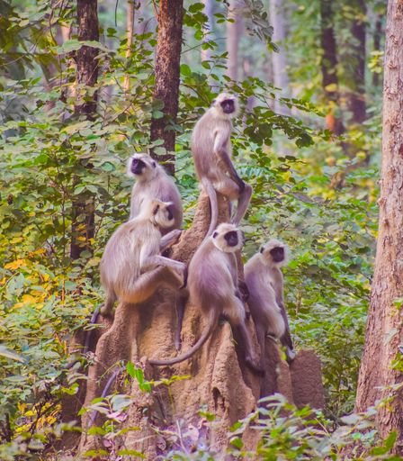A selective focus shot of langurs in jungle