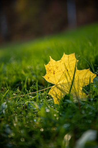 A vertical shot of a dried maple leaf on the grass in a park in autumn with a blurry background