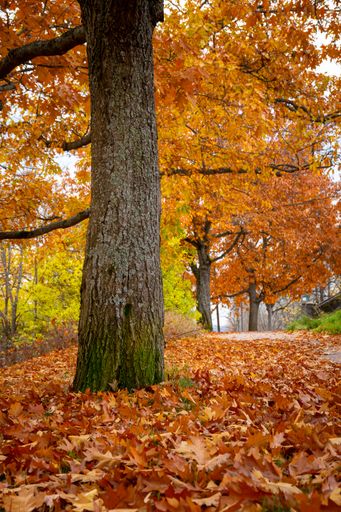 A vertical shot of a bright orange autumn tree with fallen leaves
