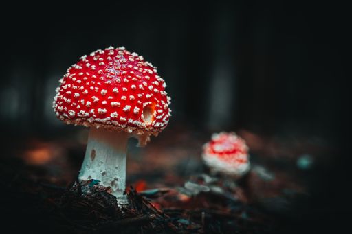 A closeup of wild mushrooms growing in Bavarian forests, Germany