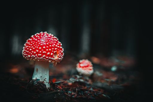 A closeup of wild mushrooms growing in Bavarian forests, Germany