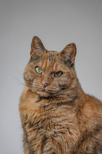 A vertical shot of an orange grumpy cat