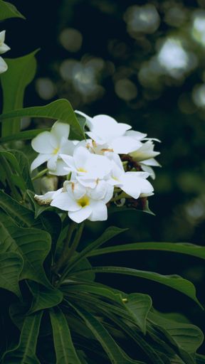 A vertical shot of Plumeria plant blooming in the garden