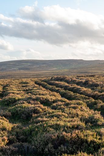 A beautiful vertical shot of a field under the sky; view from above