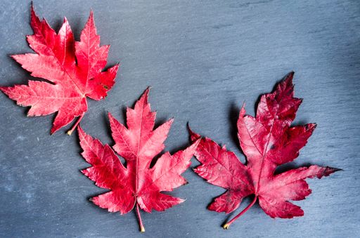 A top view of red maple leaves on a gray surface