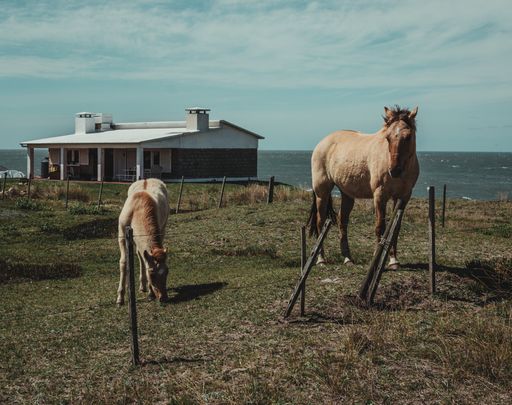 A group of horses grazing in Cabo Polonio, Uruguay