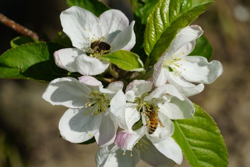 A closeup shot of honey bees on white flowers