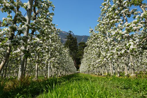 A white flower field under a blue sky at daytime