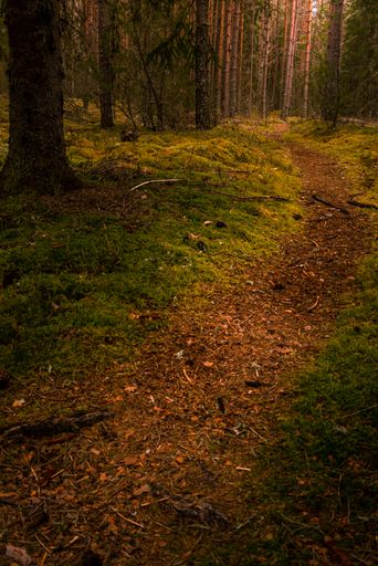 A vertical shot of a narrow pathway in  the middle of a forest with tall green trees