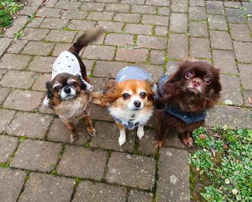 A close-up shot of three little, cute dogs looking up to the camera in a funny way