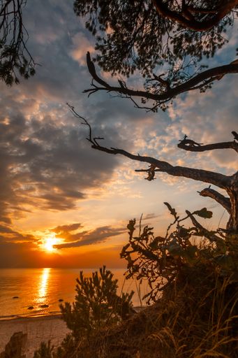 The seaside trees, sandy beach and a dramatic sunset sky over the tranquil Baltic Sea in Lithuania