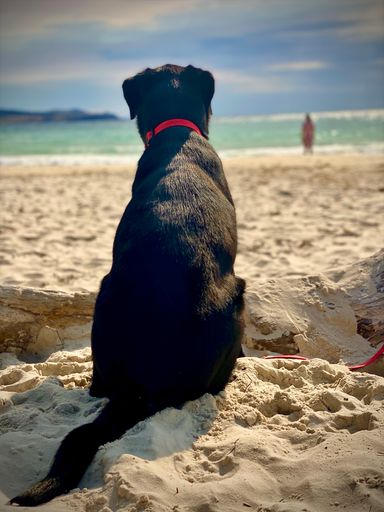 A back view of a black Labrador on the beach watching people swimming