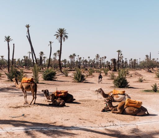A wide angle shot of several camels sitting next to the trees of the desert
