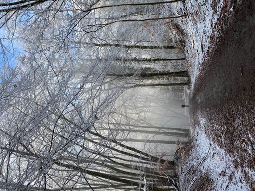 Cold and snowy winter morning in a forest near Bonn, Germany
