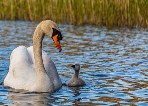 A gorgeous shot of a mother swan pen with a baby swan cygnet swimming in lake with reeds in background