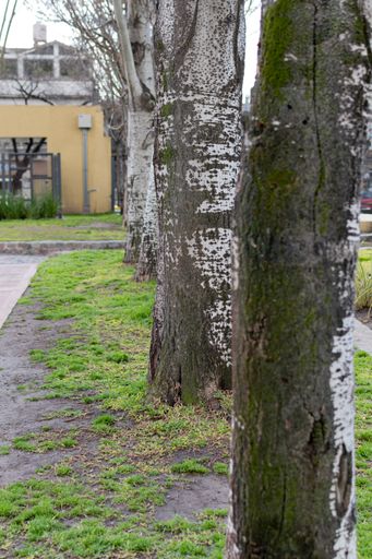 A selective shot of a row of wet tree trunks in an urban park