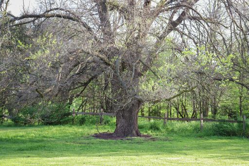 A big old tree with tiny green leaves in the garden on a sunny day
