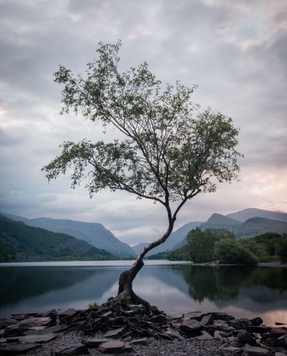 An incredible vertical shot of a lonely tree growing by the lakeshore