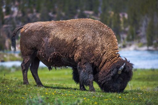 A large Yellowstone Bison (Buffalo) at Yellowstone National Park, Wyoming, USA