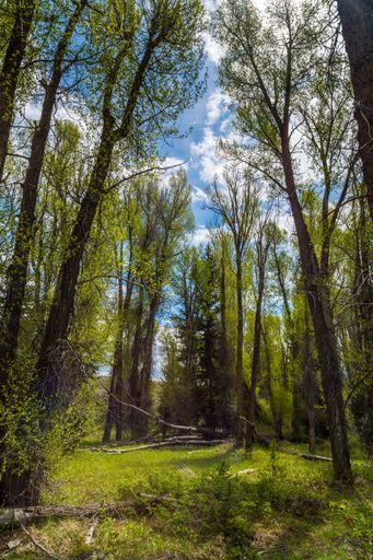 The woods at Schwabachers Landing Road, Yellowstone National Park, Wyoming, USA