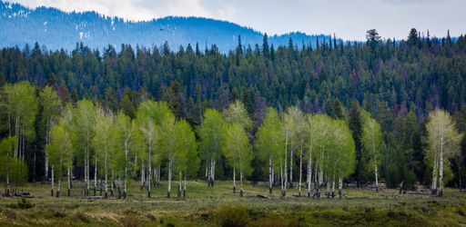 A birch forest in the Yellowstone National Park, Wyoming, USA